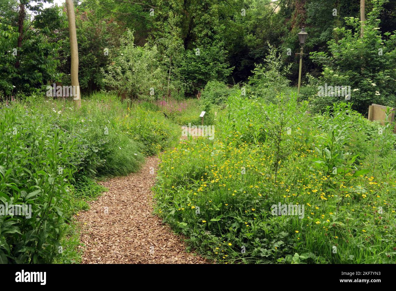 Naturgebiet mit wilden Blumen Parkland Walk, Haringey, North London, Großbritannien Mai Stockfoto