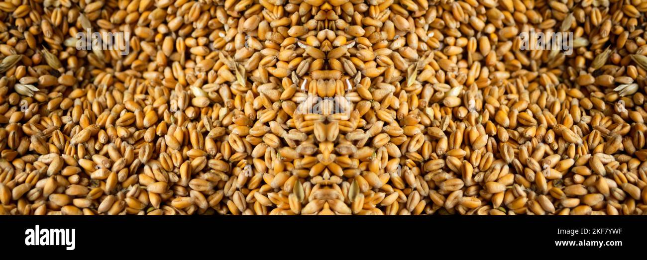 Unschärfe-Effekte auf Weizenkorn-Hintergrund. Hintergrund der reifenden Ohren von Weizenfeld. Umfassendes Erntekonzept. Label Art Design. Entwerfen Sie einen Banner-Hintergrund. Aus Stockfoto