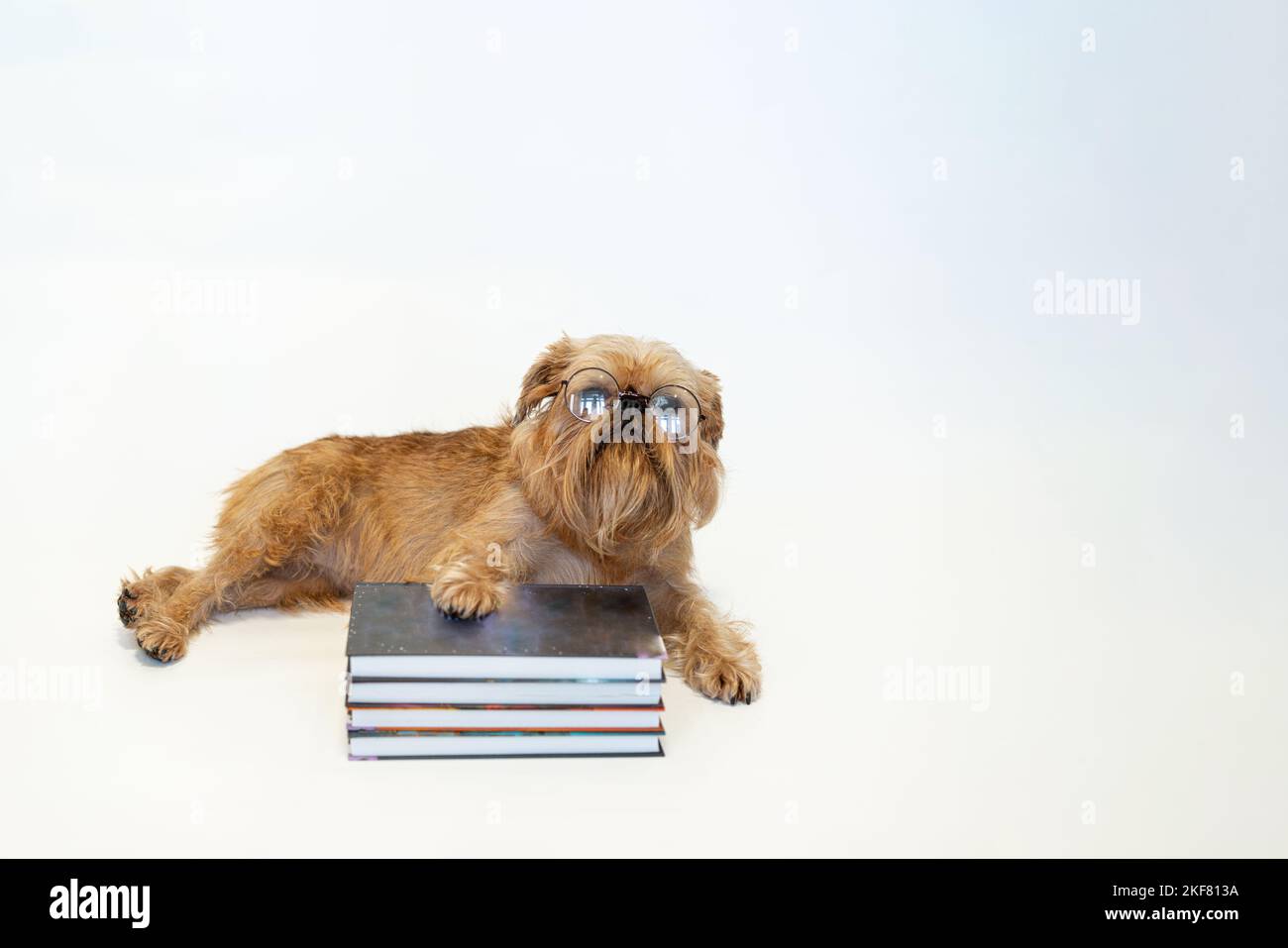 Nette Hunderasse Brüssel Griffon liest ein Buch auf weißem Hintergrund. Hochwertige Fotos Stockfoto