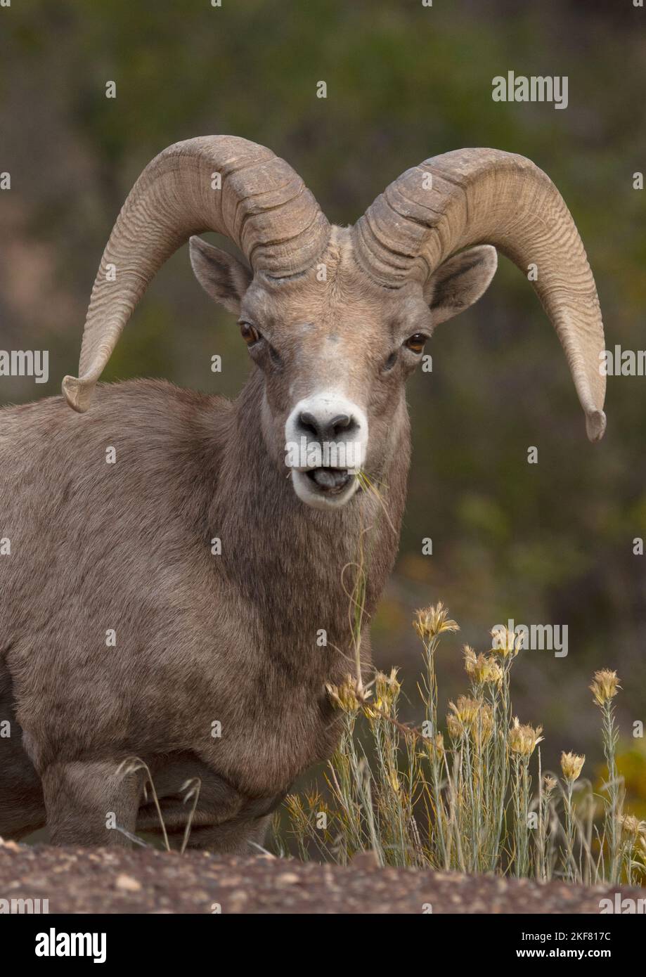 Desert Bighorn Sheep (Ovis canadensis nelsoni) RAM Chewing, Zion National Park, Utah Stockfoto