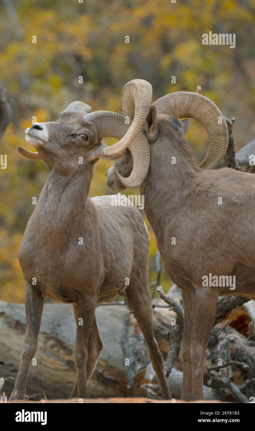 Desert Bighorn Schafe (Ovis canadensis nelsoni) Rams im Herbst, Zion National Park, Utah Stockfoto