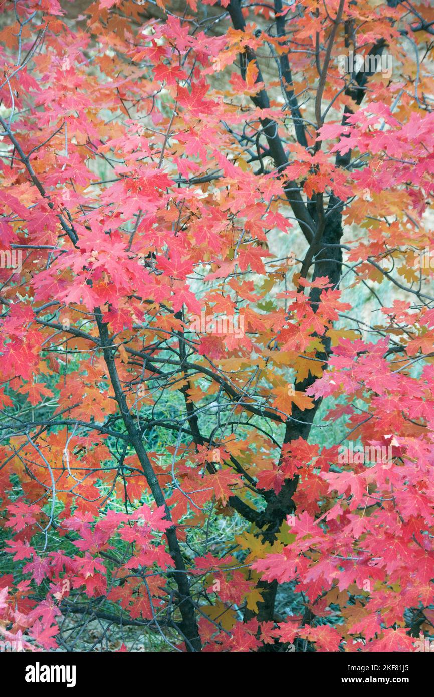 Canyon oder Bigtooth Maple (Acer grandidentatum) Herbstfarbe, Zion National Park, Utah Stockfoto