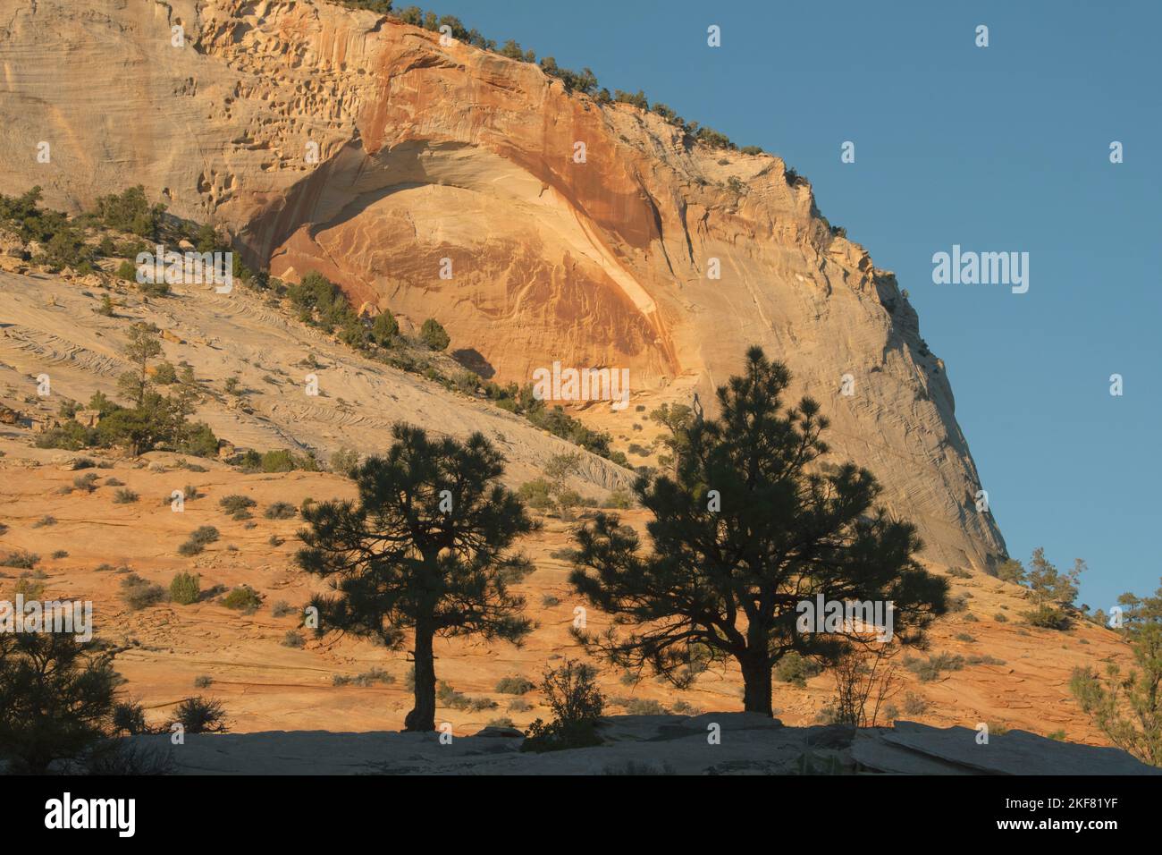 Kiefern, die sich unter Sandsteinfelsen, Zion National Park, Utah, abheben. Steinbogen wird in hohen Klippen gebildet Stockfoto