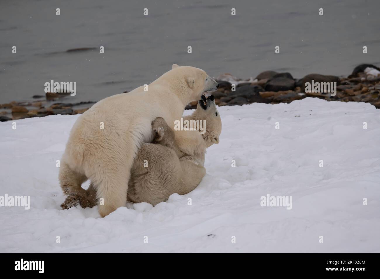 Eisbären in Churchill Stockfoto