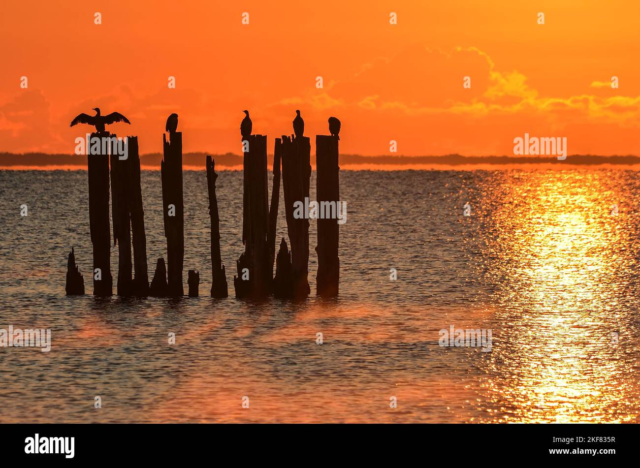 Wunderschöner Blick auf das Meer am Abend. Holzballen an der polnischen Küste mit der Abendsonne im Hintergrund. Stockfoto
