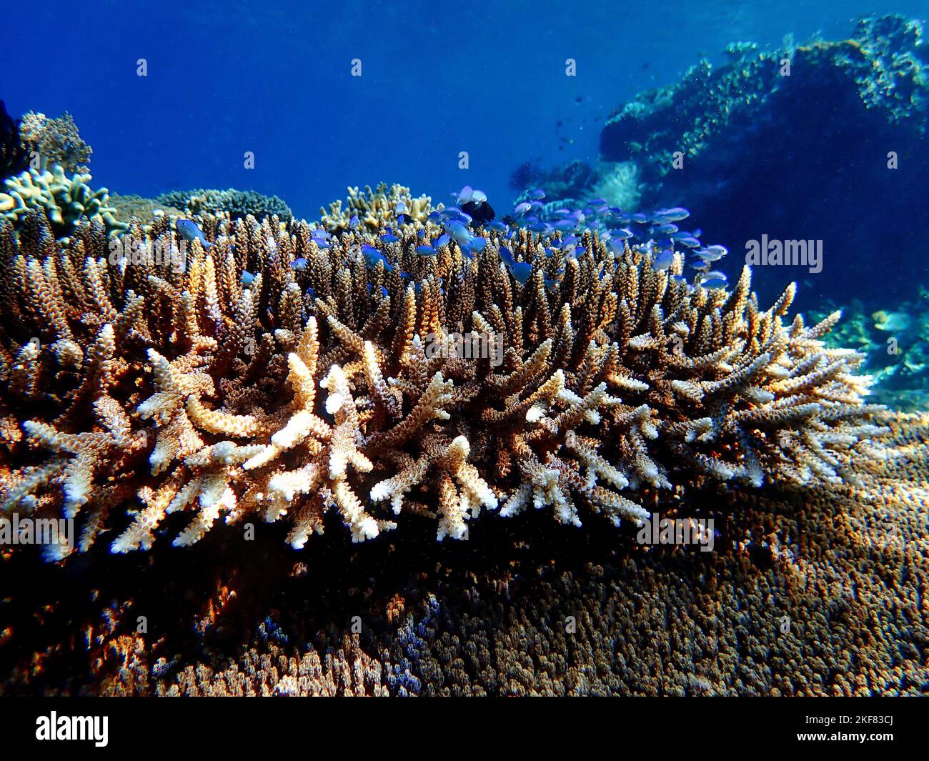 Indonesia Alor Island - Meeresleben Korallenriff mit tropischen Fischen Stockfoto