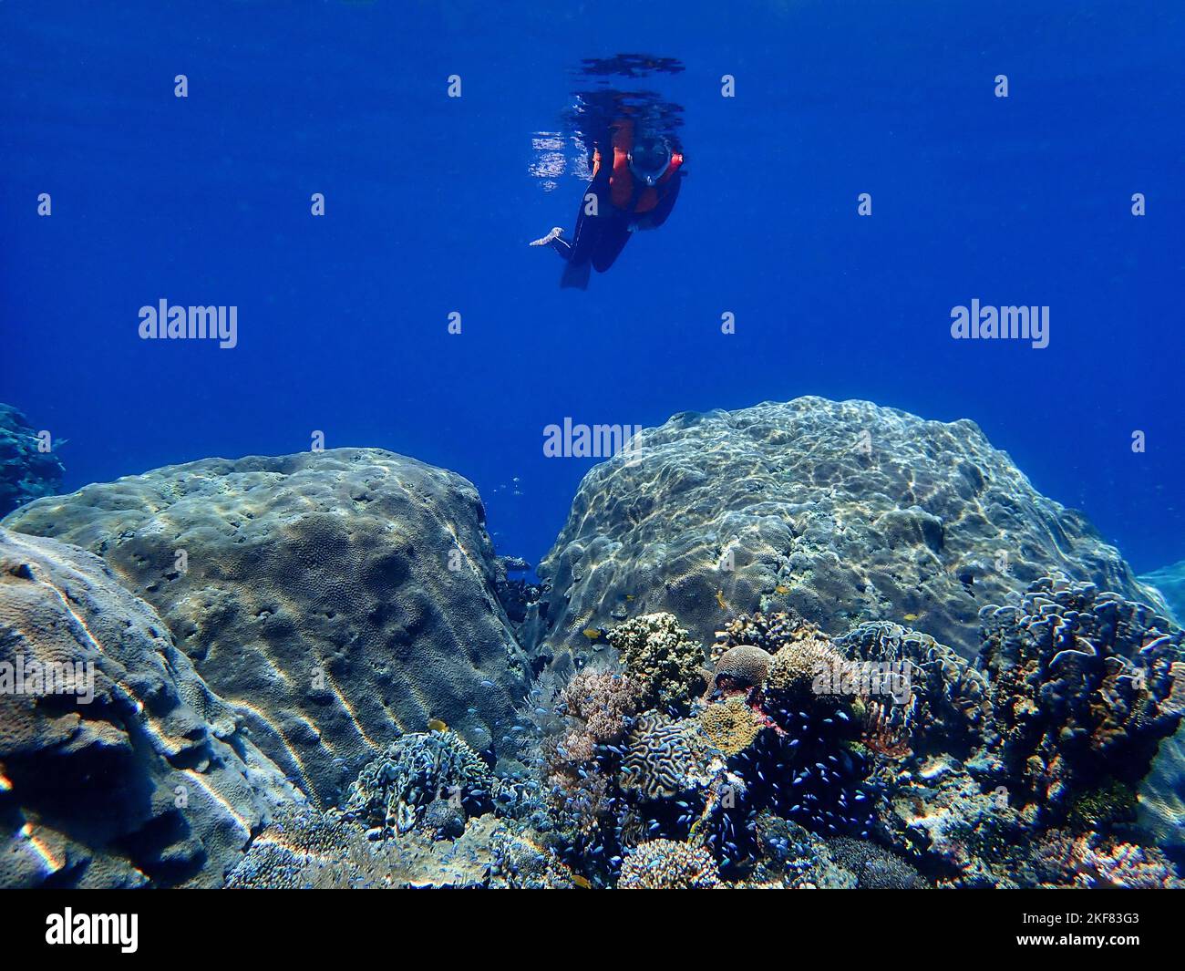 Indonesia Alor Island - Meeresleben Frau schnorcheln in Korallenriff Stockfoto