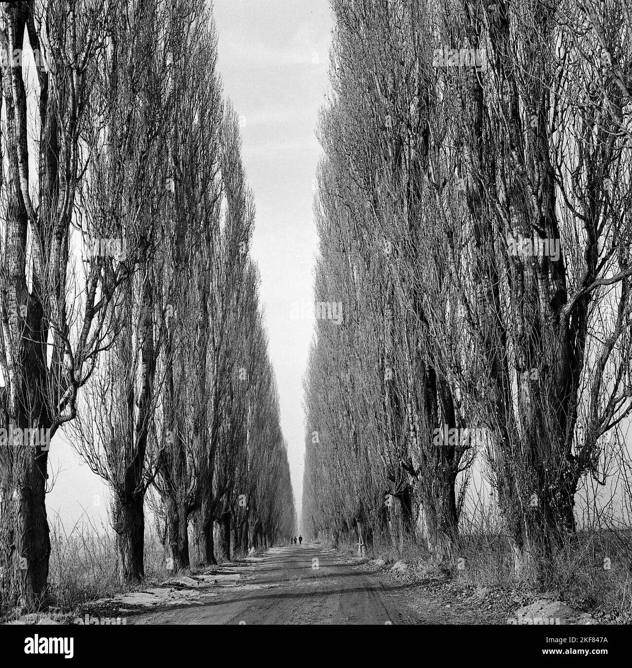 Ilfov County, Sozialistische Republik Rumänien, ca. 1974. Eine unbefestigte Straße, die auf beiden Seiten von hohen Pappelbäumen umgeben ist. Stockfoto
