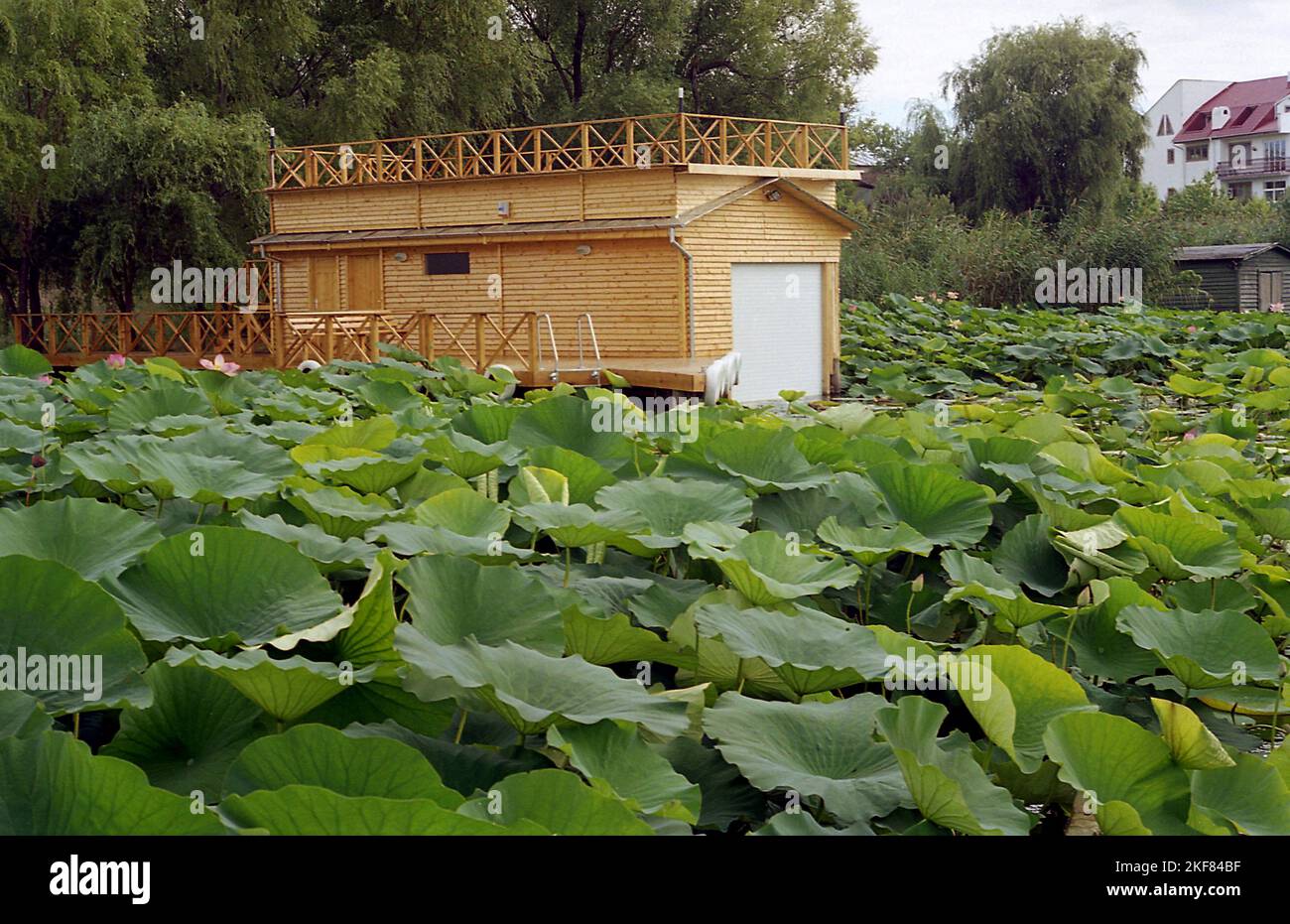 Landkreis Ilfov, Rumänien, ca. 2000. Lotuspflanzen wachsen auf Snagov Lake. Holzboathouse mit oberer Plattform. Stockfoto
