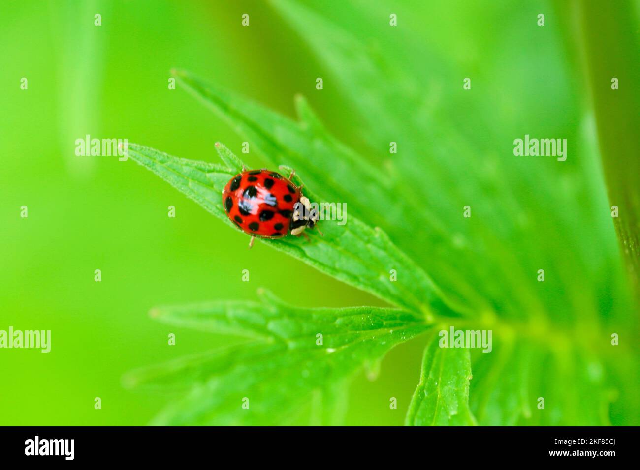 Marienkäfer auf grünem leaf.plant-Anbau und Ackerbau. Insekten und Pflanzen Stockfoto