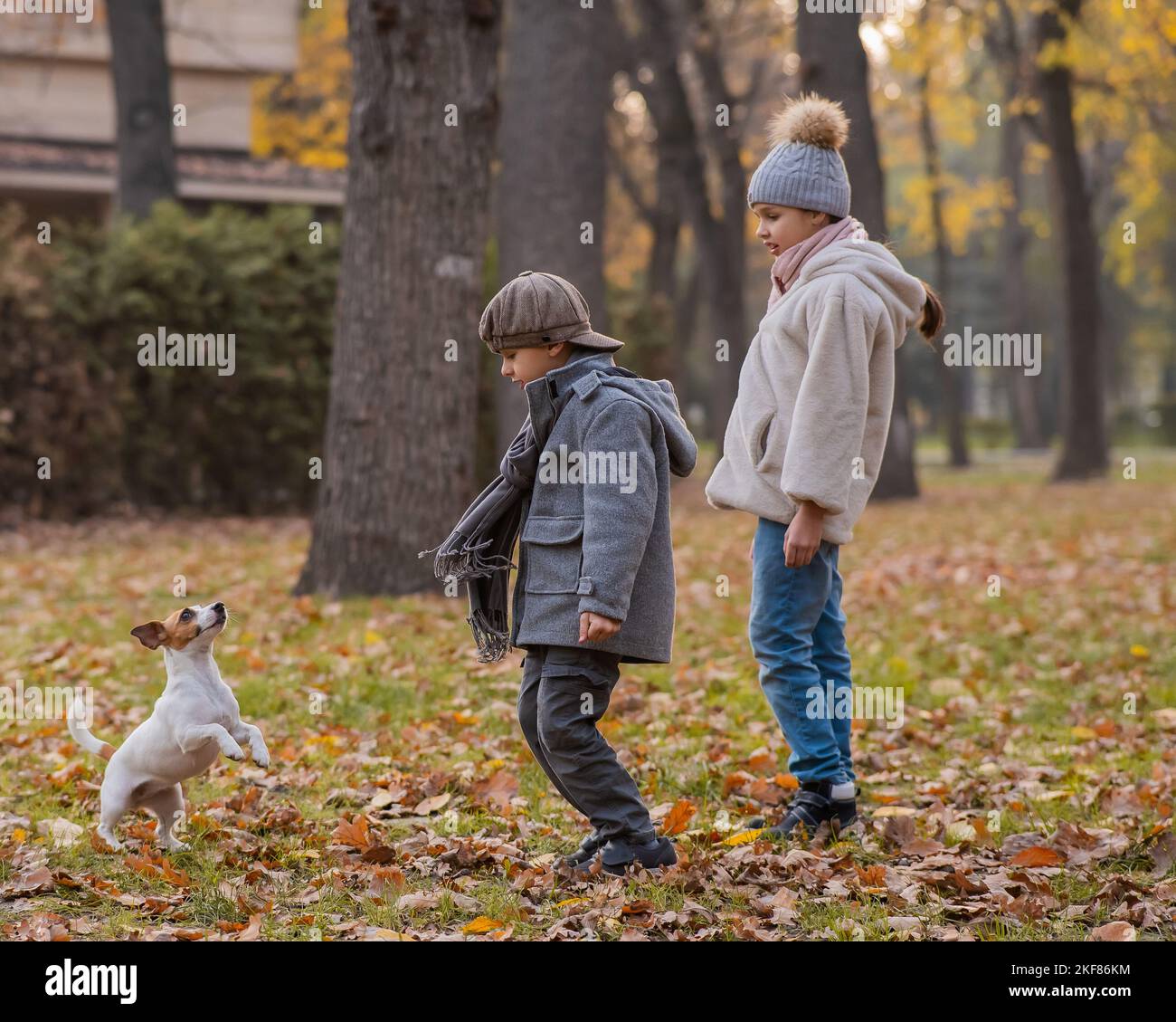 Kaukasische Kinder laufen mit Jack russell Terrier im Herbstpark. Junge, Mädchen und Hund springen im Freien. Stockfoto