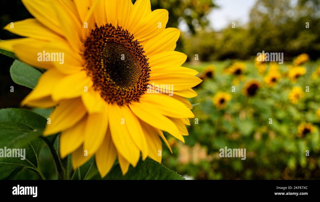Sonnenblume im Feld Nahaufnahme Stockfoto