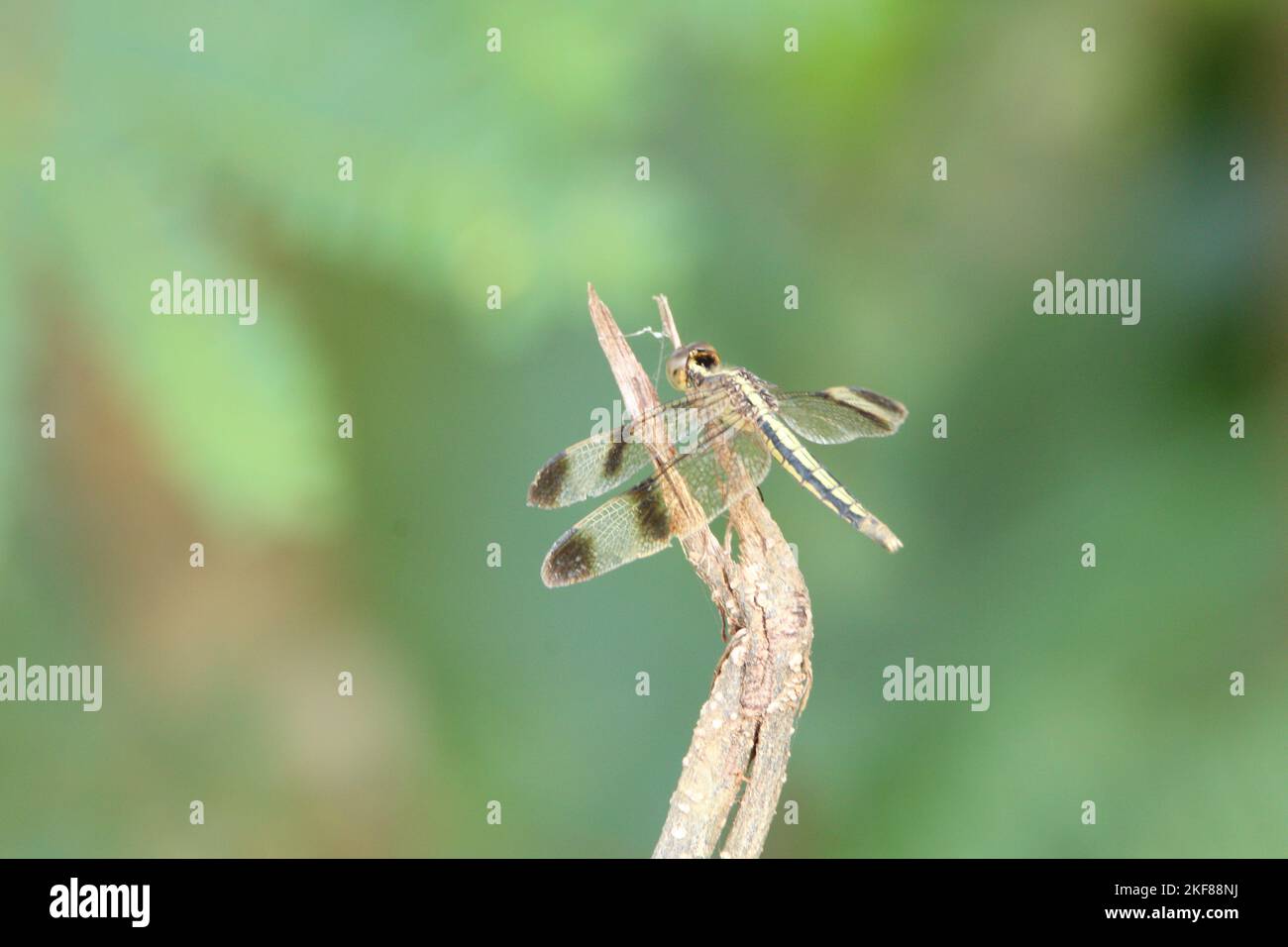 Schöne Insekten in Sri Lanka. Besuchen Sie Sri Lanka Stockfoto