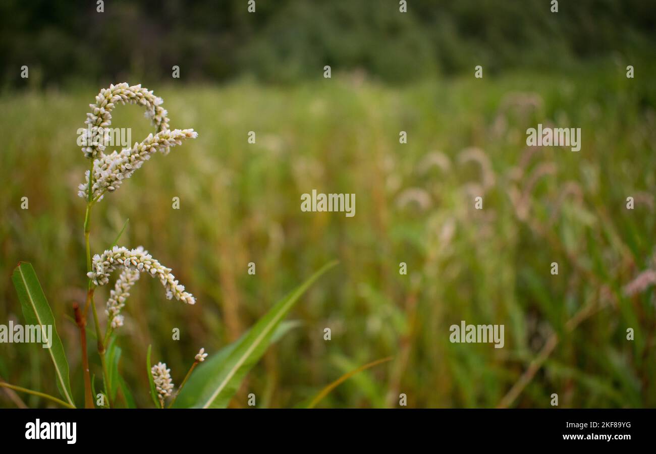 Nahaufnahme einer Blütenpflanze mit einem Feld anderer Pflanzen im Hintergrund Stockfoto