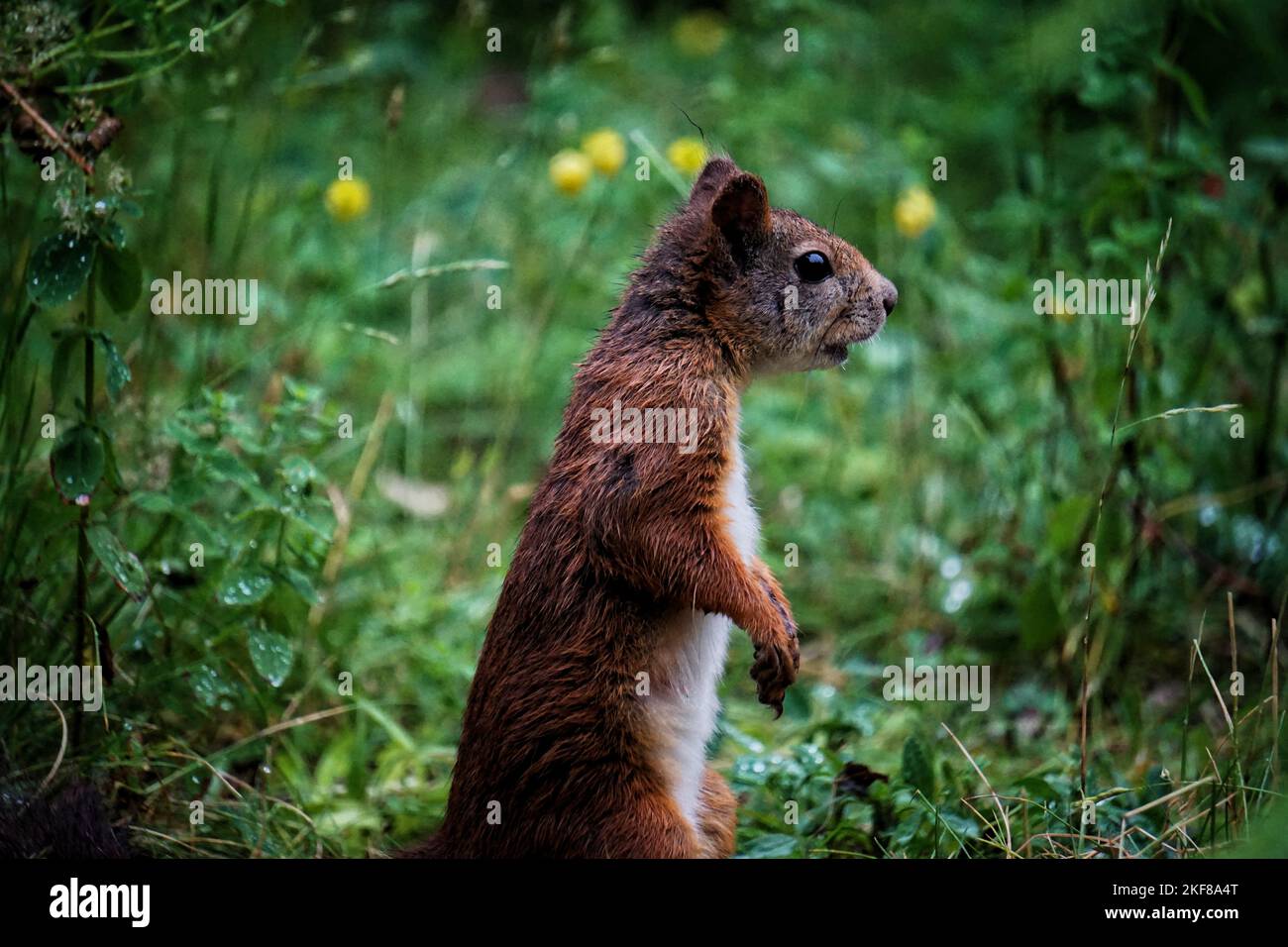 Nahaufnahme eines roten Eichhörnchens, das auf dem Boden steht Stockfoto