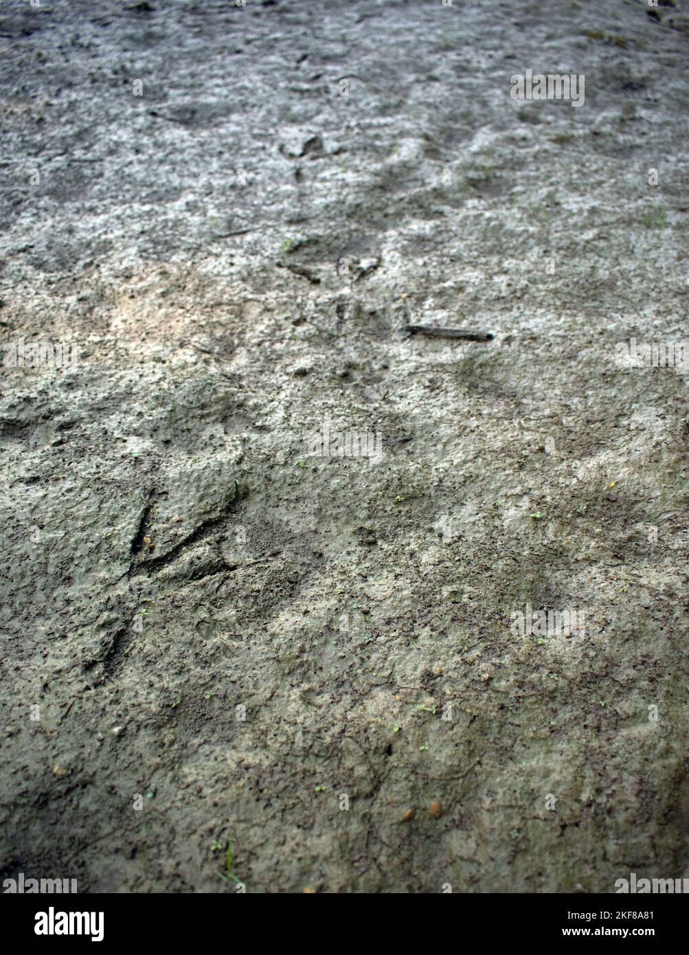 Großer blauer Reiher (Ardea herodias), Spuren im Schlamm Stockfoto