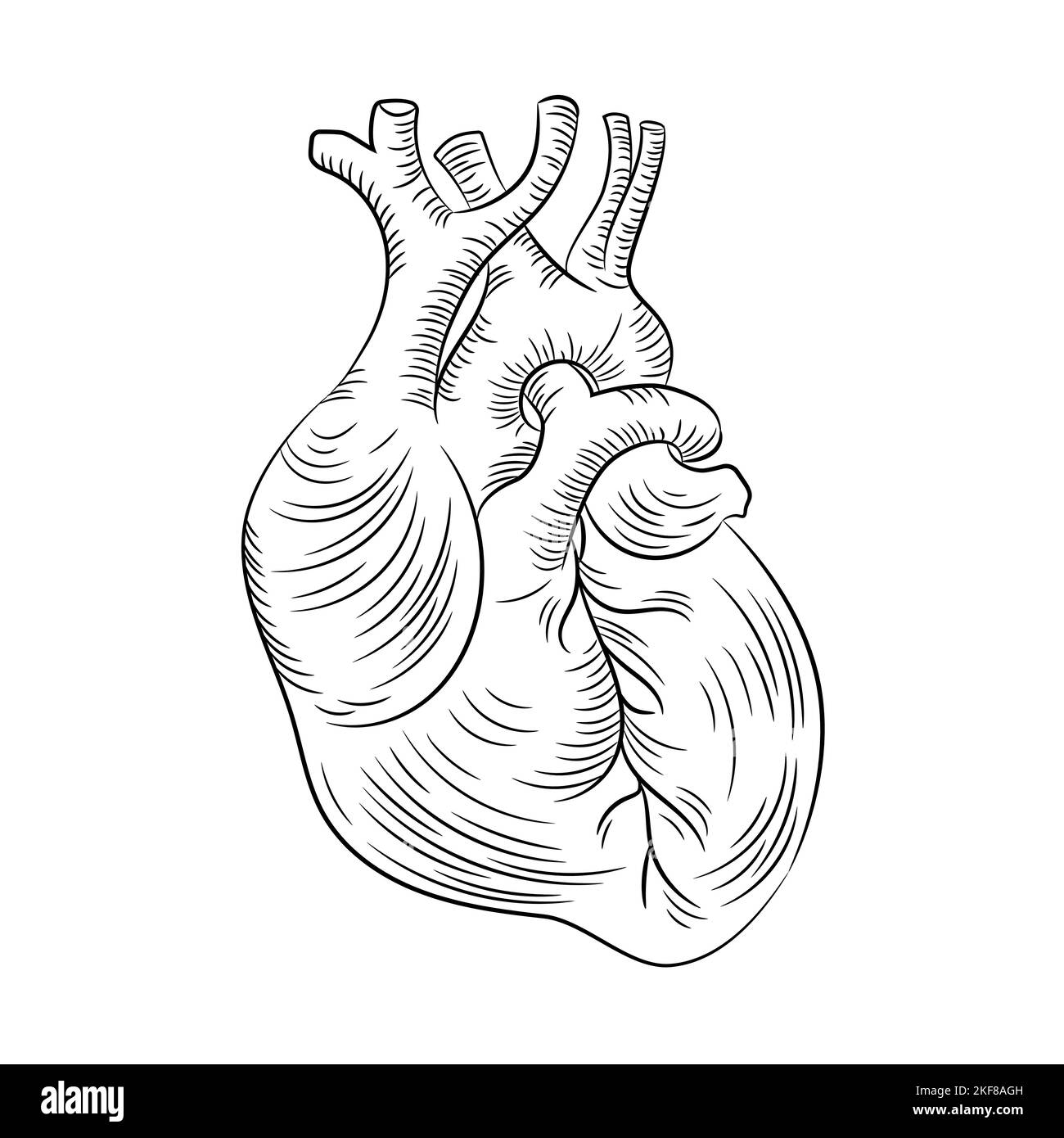 ANATOMISCHE HERZSTRUKTUR Medizin Bildungsdiagramm Vektor Schema Mensch Monochrom handgezeichneter Vektor Illustration Stock Vektor