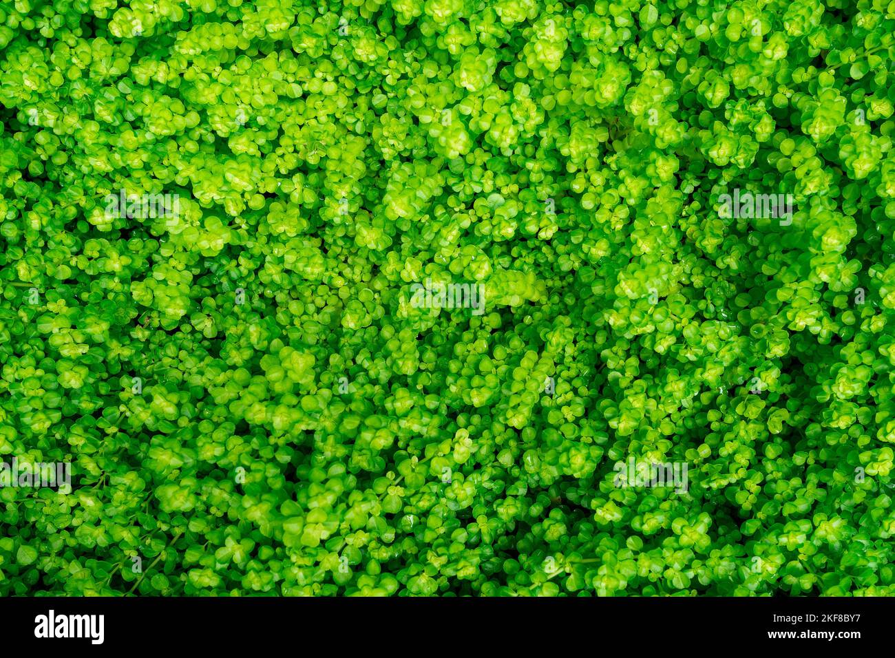 Vollformat grüne Blätter im Garten. Dichte grüne Blätter mit Schönheit Muster Textur Hintergrund. Grünes Licht für das Konzept der Null-CO2-Emissionen. Stockfoto