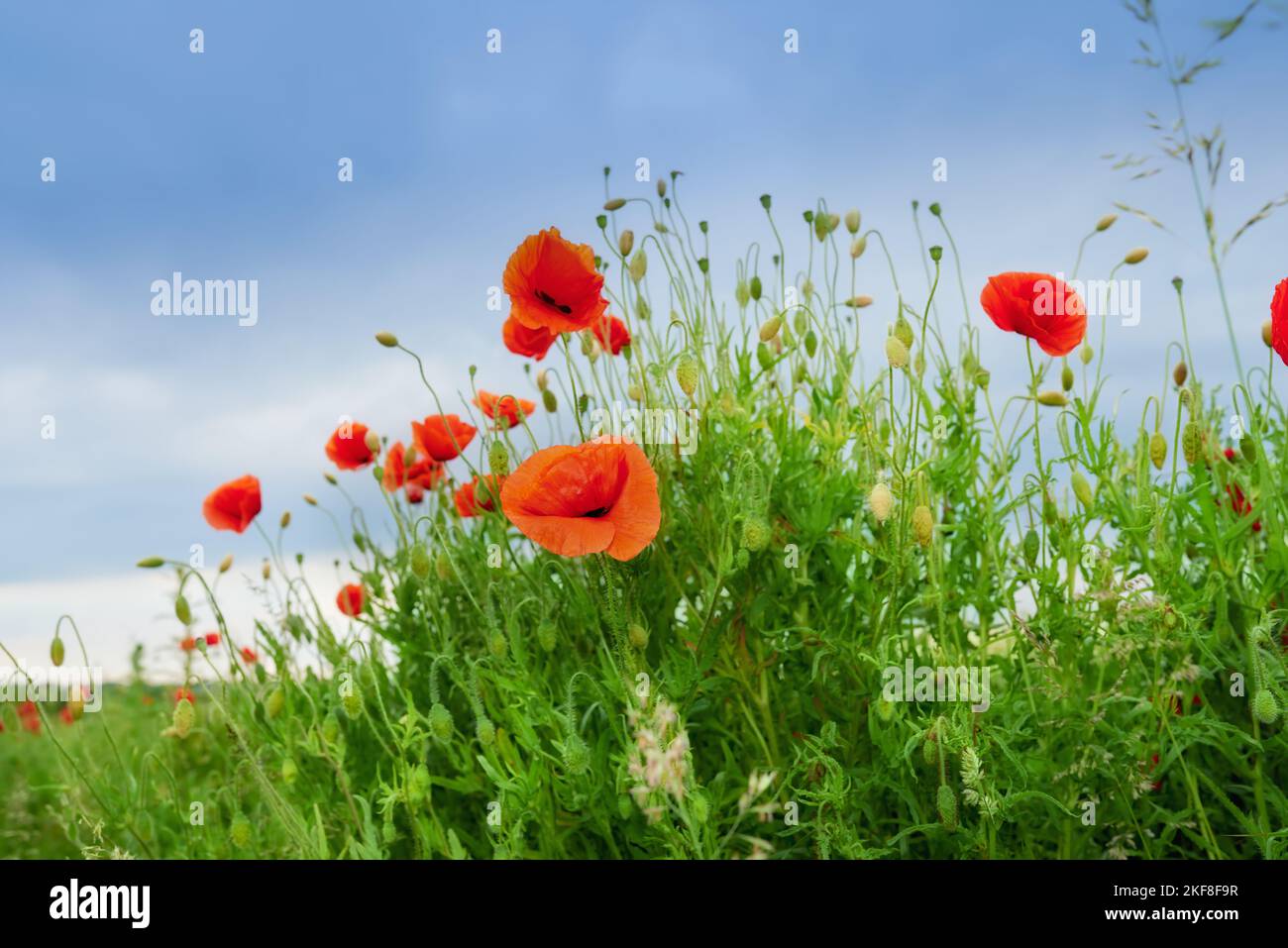 Mohnblumen auf dem Land -Dänemark. Leuchtende rote Mohnblumen auf dem Land - Jütland, Dänemark. Stockfoto