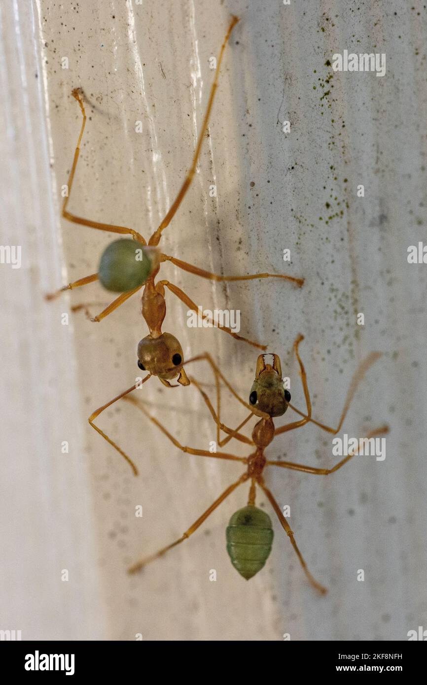 Australische Grüne Ameisen interagieren miteinander Stockfoto