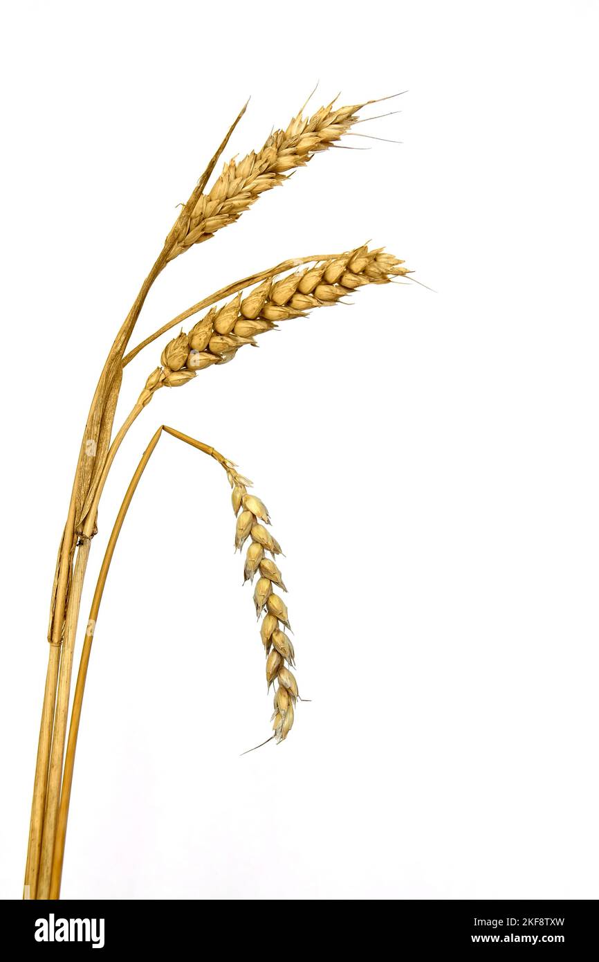 Weizenspitz mit einer Biegung - Symbol des Vergehens Stockfoto