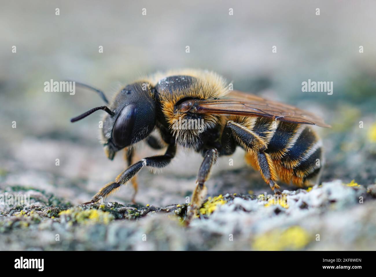 Detaillierte Nahaufnahme einer mediterranen goldhaarigen Maurerbiene, Osmia aurulenta Stockfoto