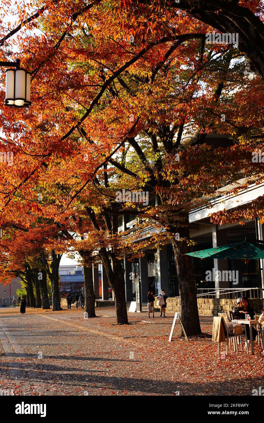 Eine junge japanische Frau genießt Tee unter den Herbstblättern in Kyoto Stockfoto