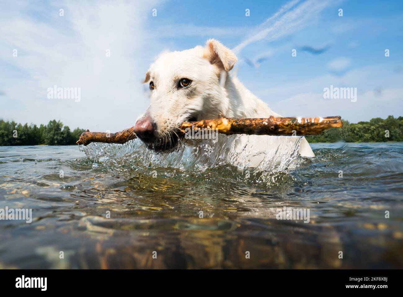 Labrador-Retriever-Mongel im Wasser Stockfoto