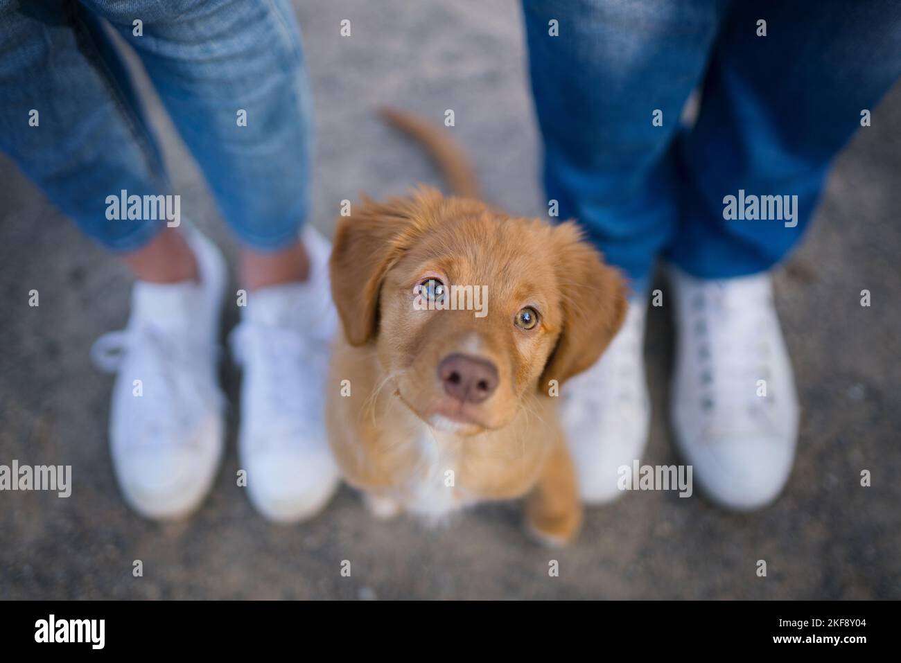 Nova Scotia Duck Tolling Retriever Welpe Stockfoto