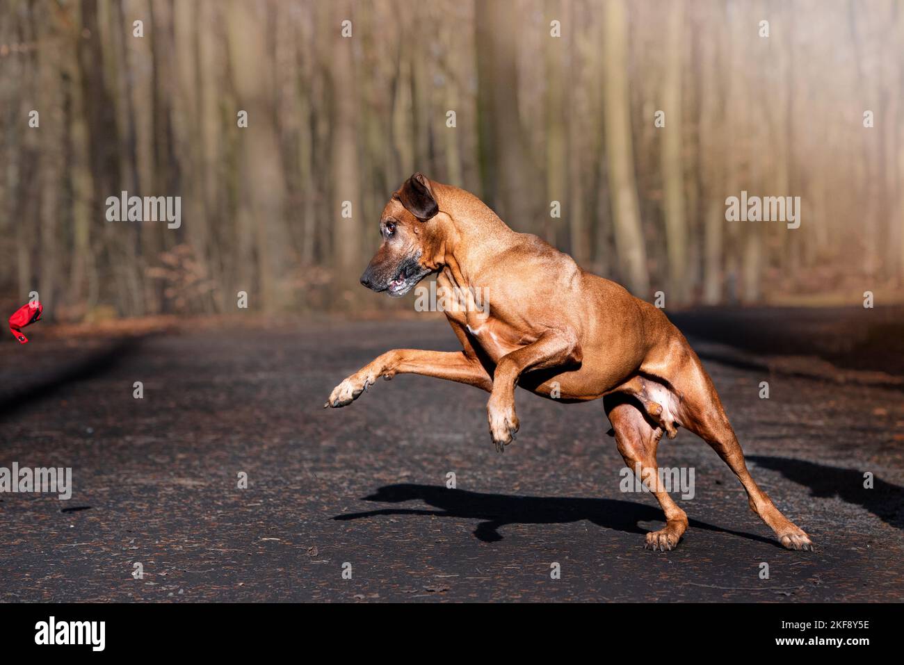 Rhodesian Ridgeback zu spielen Stockfoto