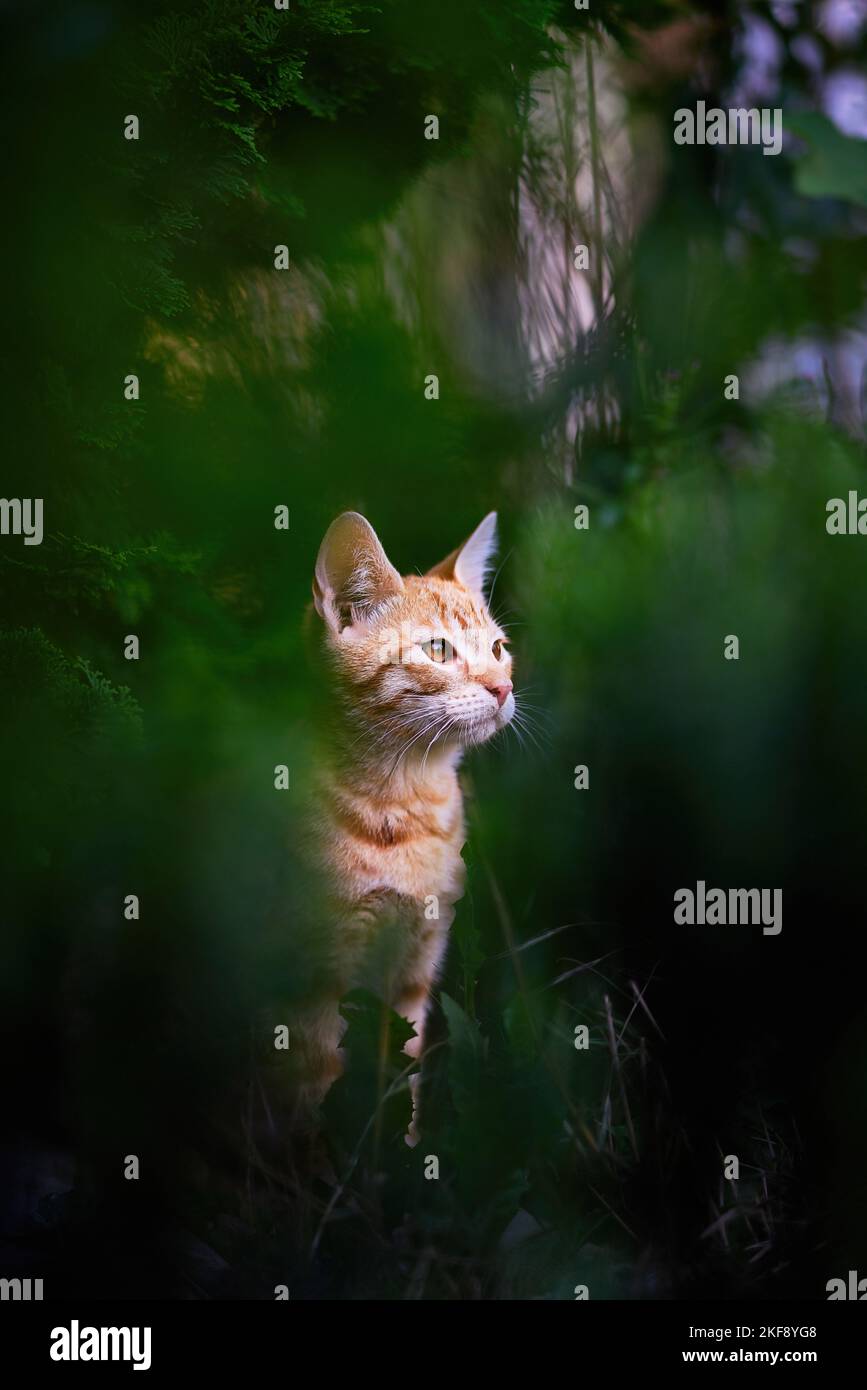 junger Kater Stockfoto