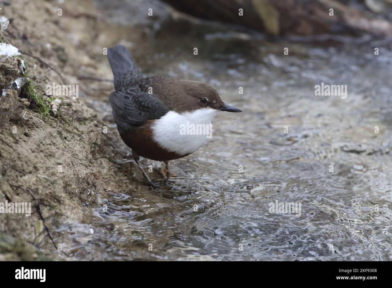 Wasserauze Stockfoto