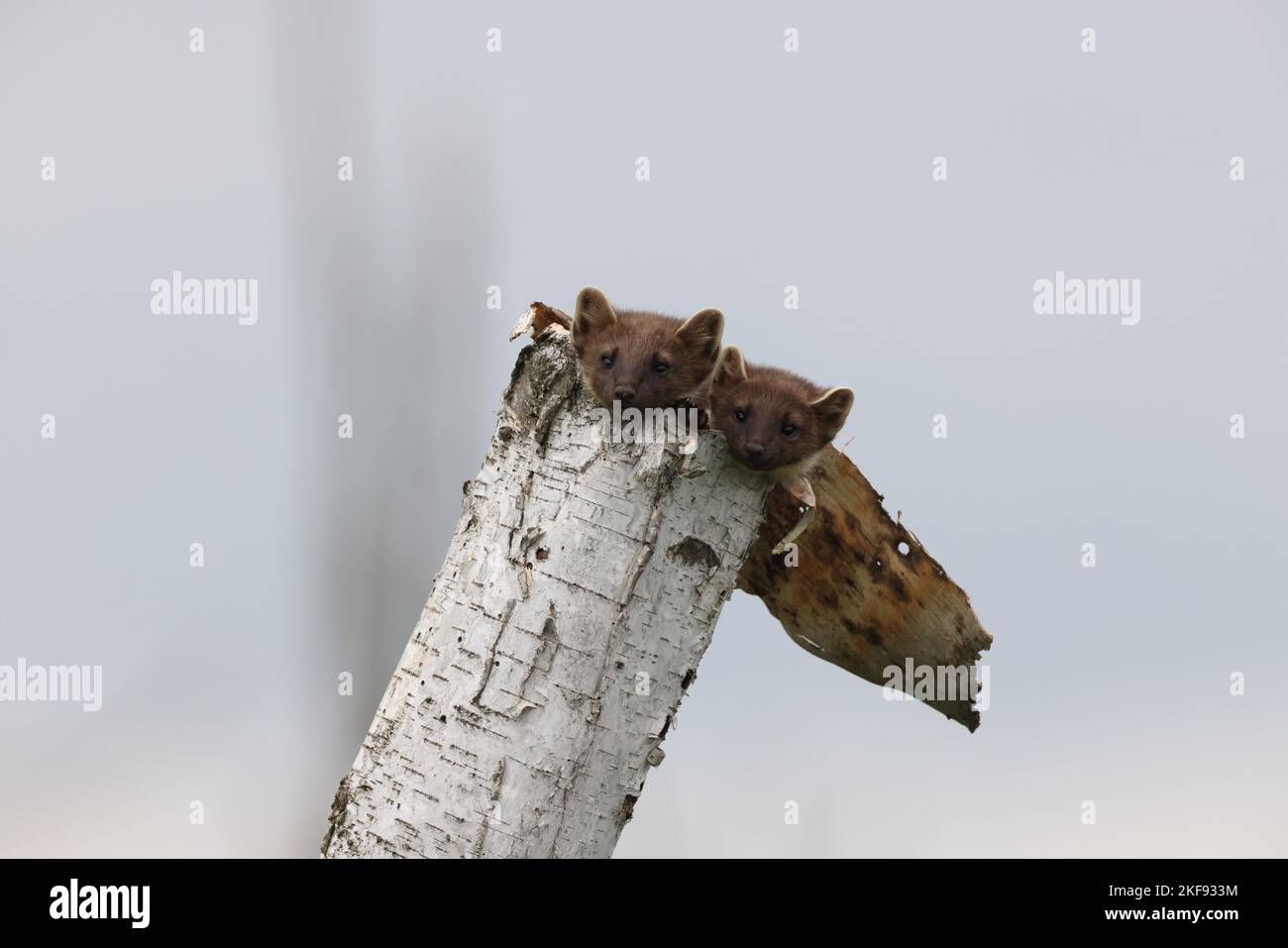 Junge Kiefernmarder im Baumstamm Stockfoto