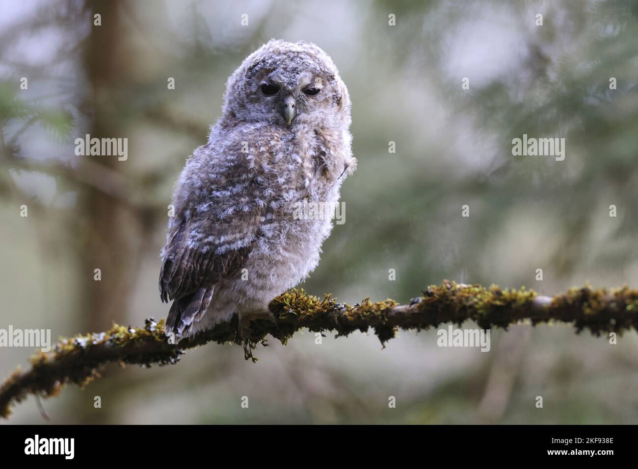 Waldkauz, der auf dem Ast sitzt Stockfoto