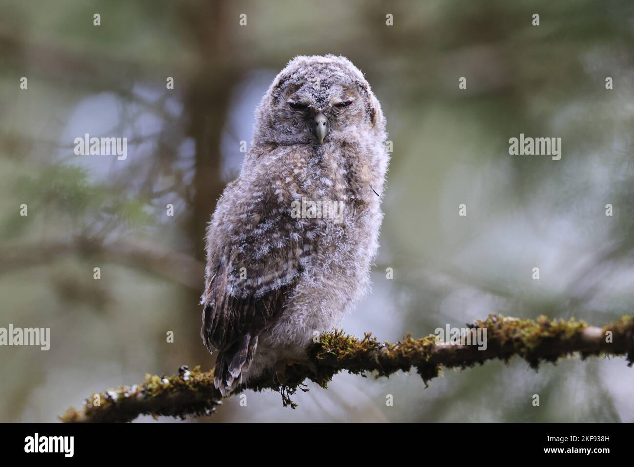 Waldkauz, der auf dem Ast sitzt Stockfoto