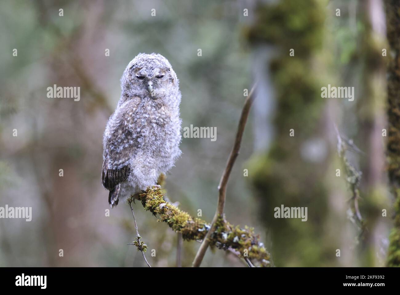 Waldkauz, der auf dem Ast sitzt Stockfoto