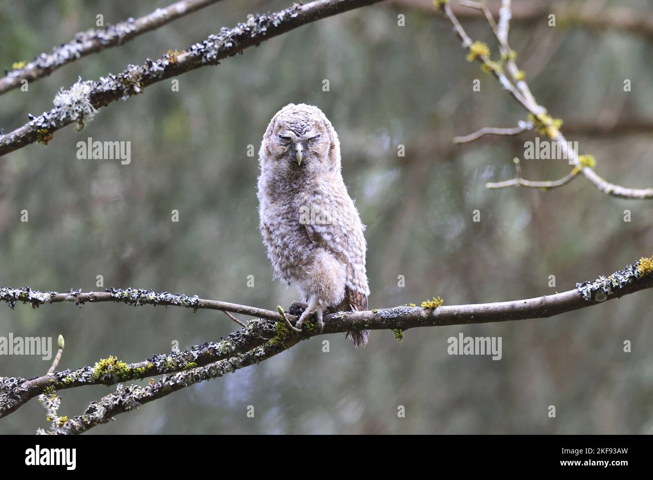 Waldkauz, der auf dem Ast sitzt Stockfoto