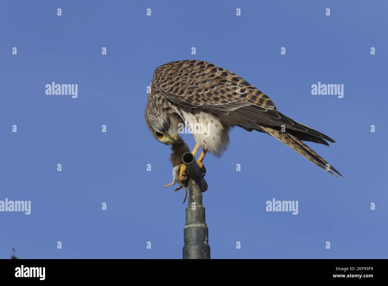 kestrel mit Maus Stockfoto