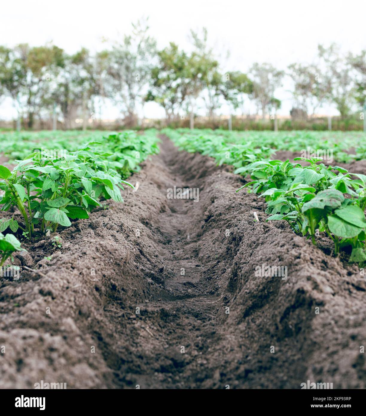 Farm, Landwirtschaft und leeres Feld für die Gartenarbeit mit Sprossen oder Setzlingen in einer natürlichen Umgebung. Natur, Landschaft und Erde mit Pflanzen wachsen Stockfoto
