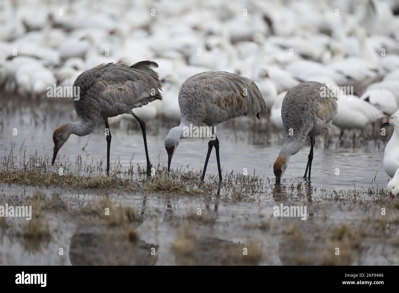 Sandhill Crane bei der Nahrungssuche Stockfoto