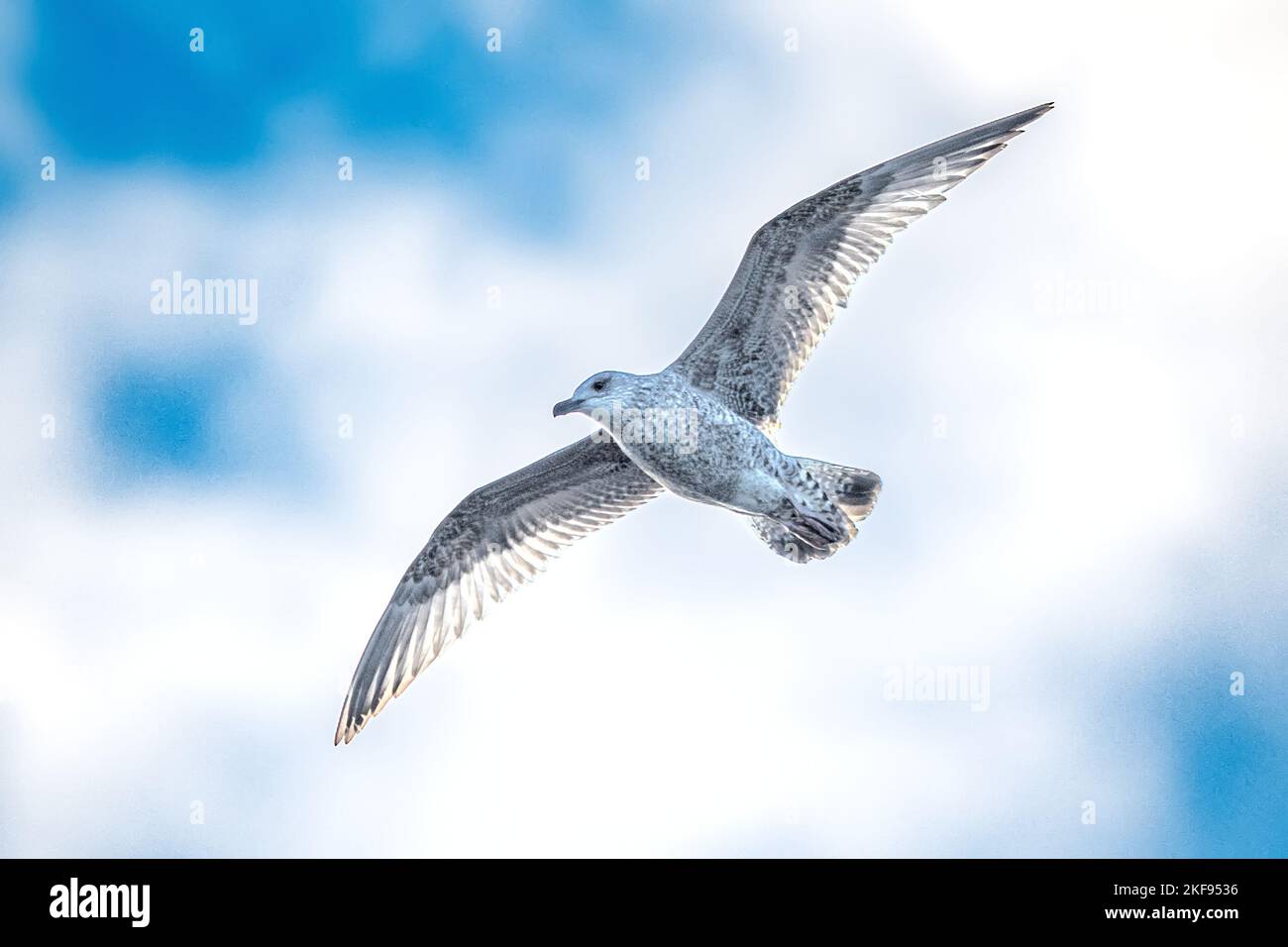 1. Winter, Jungtier-Möwe im Flug, Herbst, Swanage, Dorset, Großbritannien Stockfoto