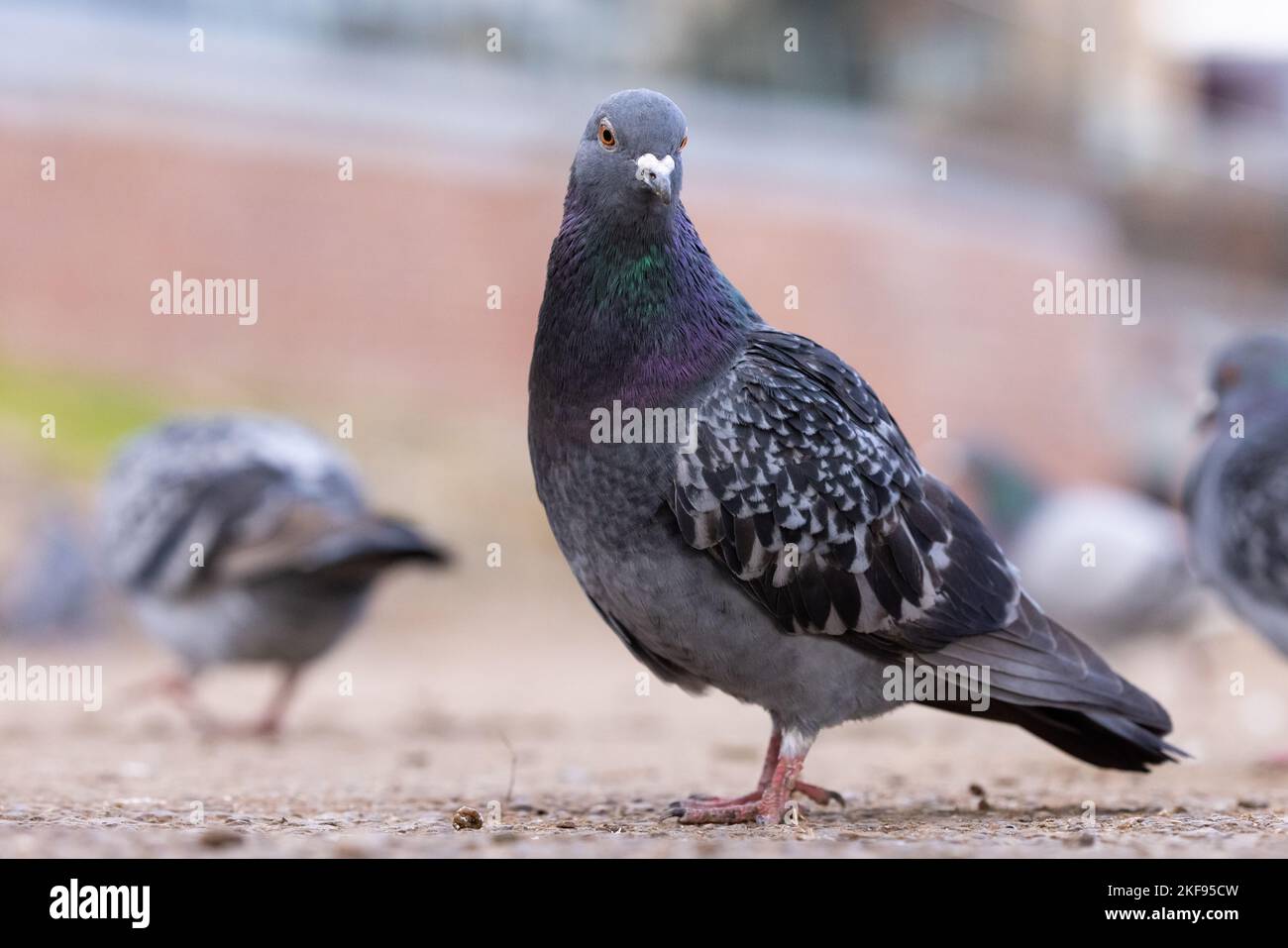 Feral Pigeon [ Columba livia domestica ] auf dem Weg mit mehreren anderen, die im Hintergrund nicht fokussiert sind Stockfoto