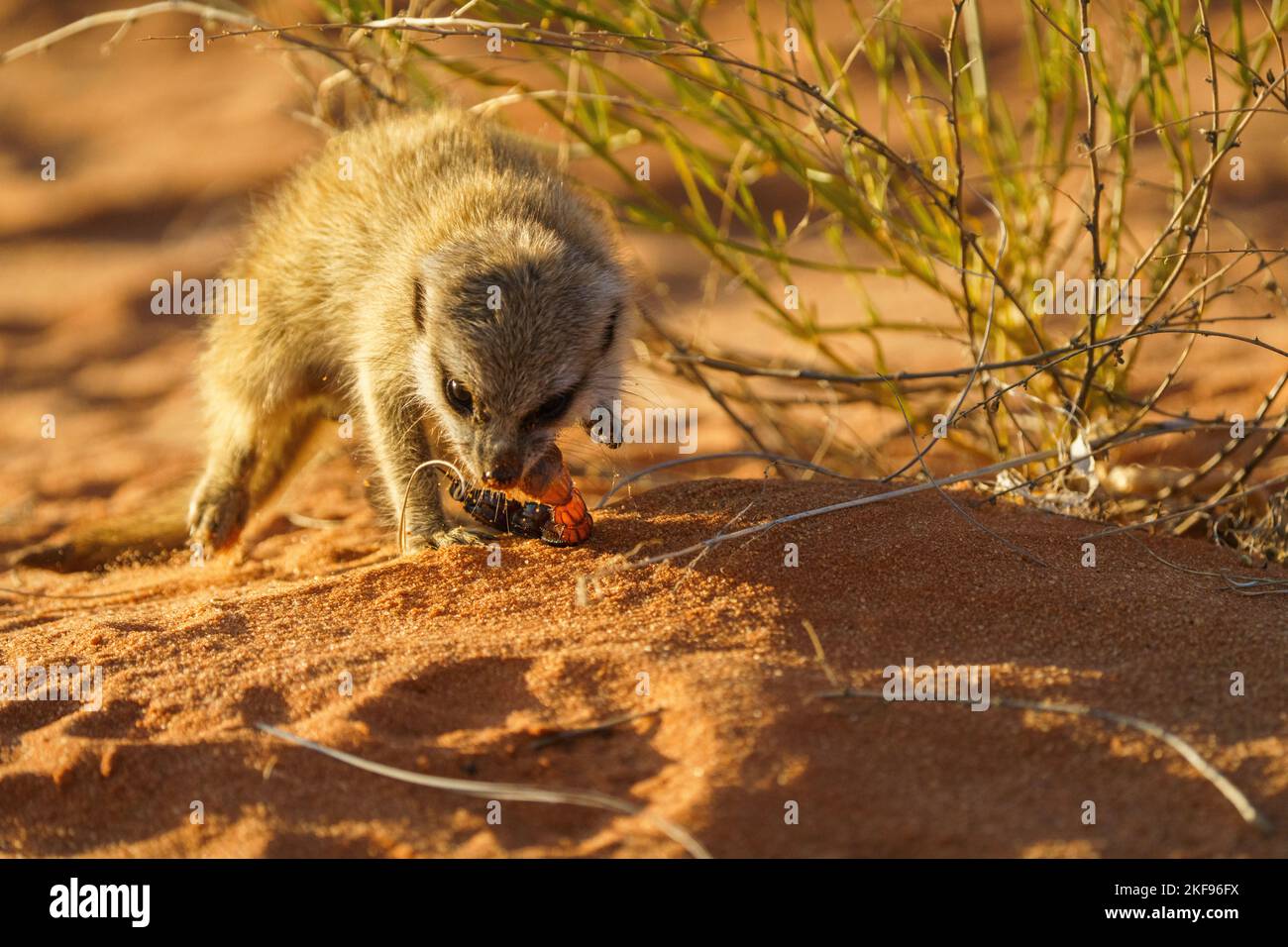 Erdmännchen-Baby beim Skorpion (Suricata suricatta). Kalahari, Südafrika Stockfoto