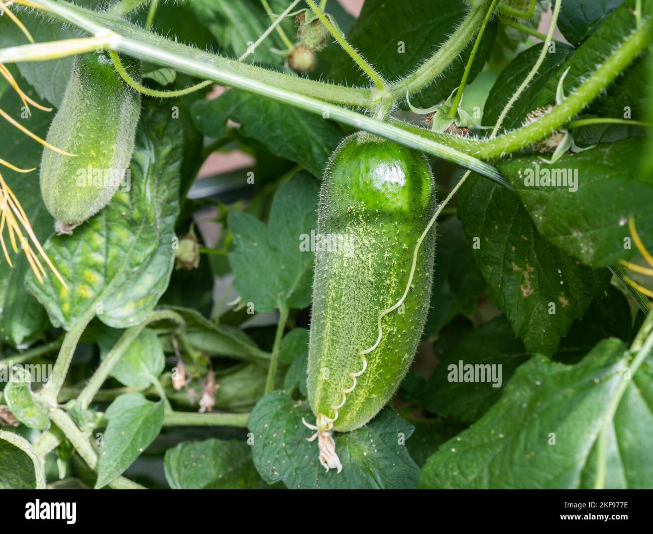 Reife grüne Gurken im Gewächshaus Stockfoto