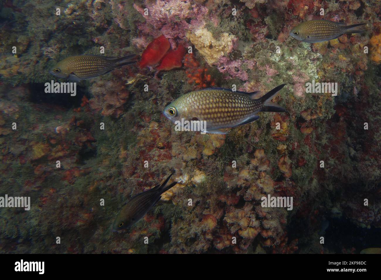 Dammfische (Chromis chromis) im Mittelmeer Stockfoto