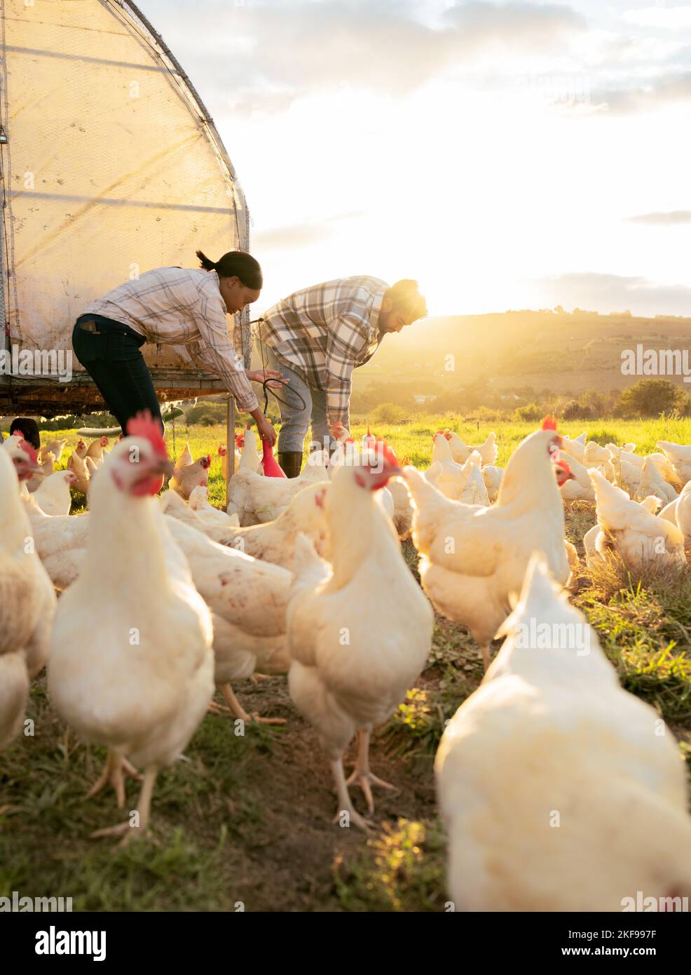 Huhn, Geflügel und Mann mit Frau Landwirtschaft, Vieh und Futtertiere für die Landwirtschaft und Hühnerzucht. Landbauernhof mit Lichtreflexen Stockfoto