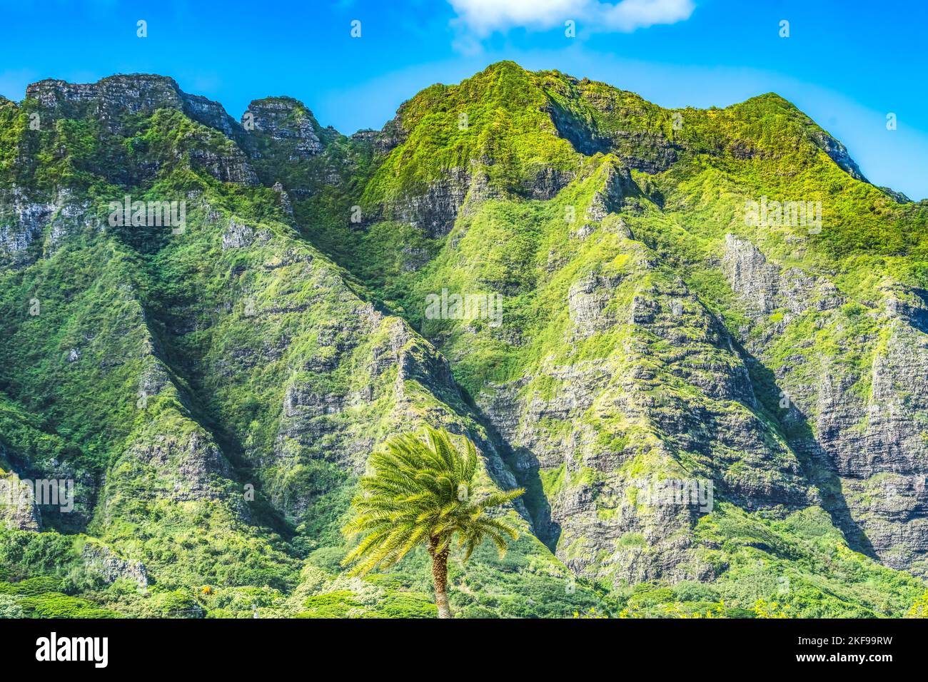 Bunte Palme Green Mountain Kualoa Regional Park North Shore Oahu Hawaii Stockfoto