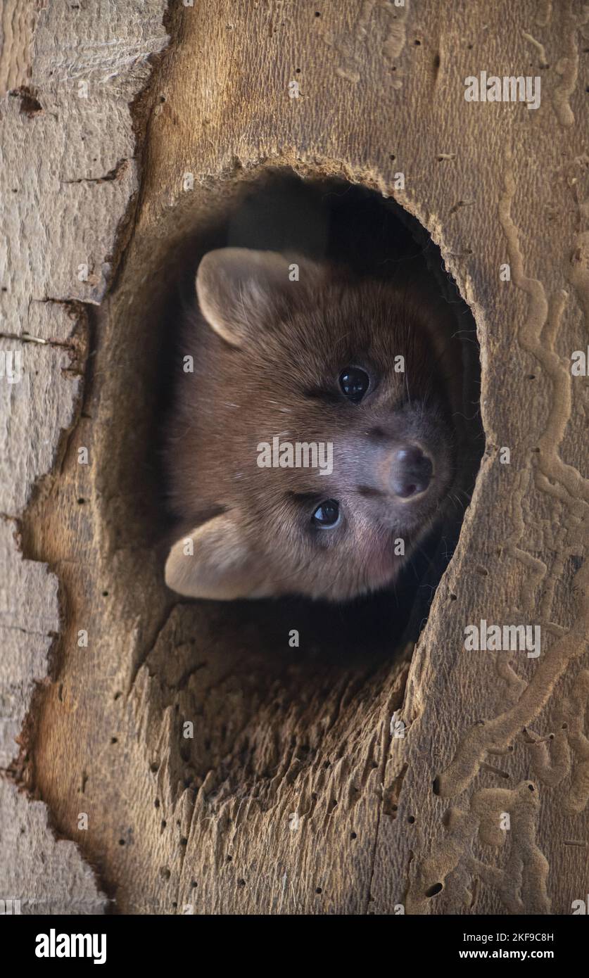 Pine-Marder-Porträt Stockfoto