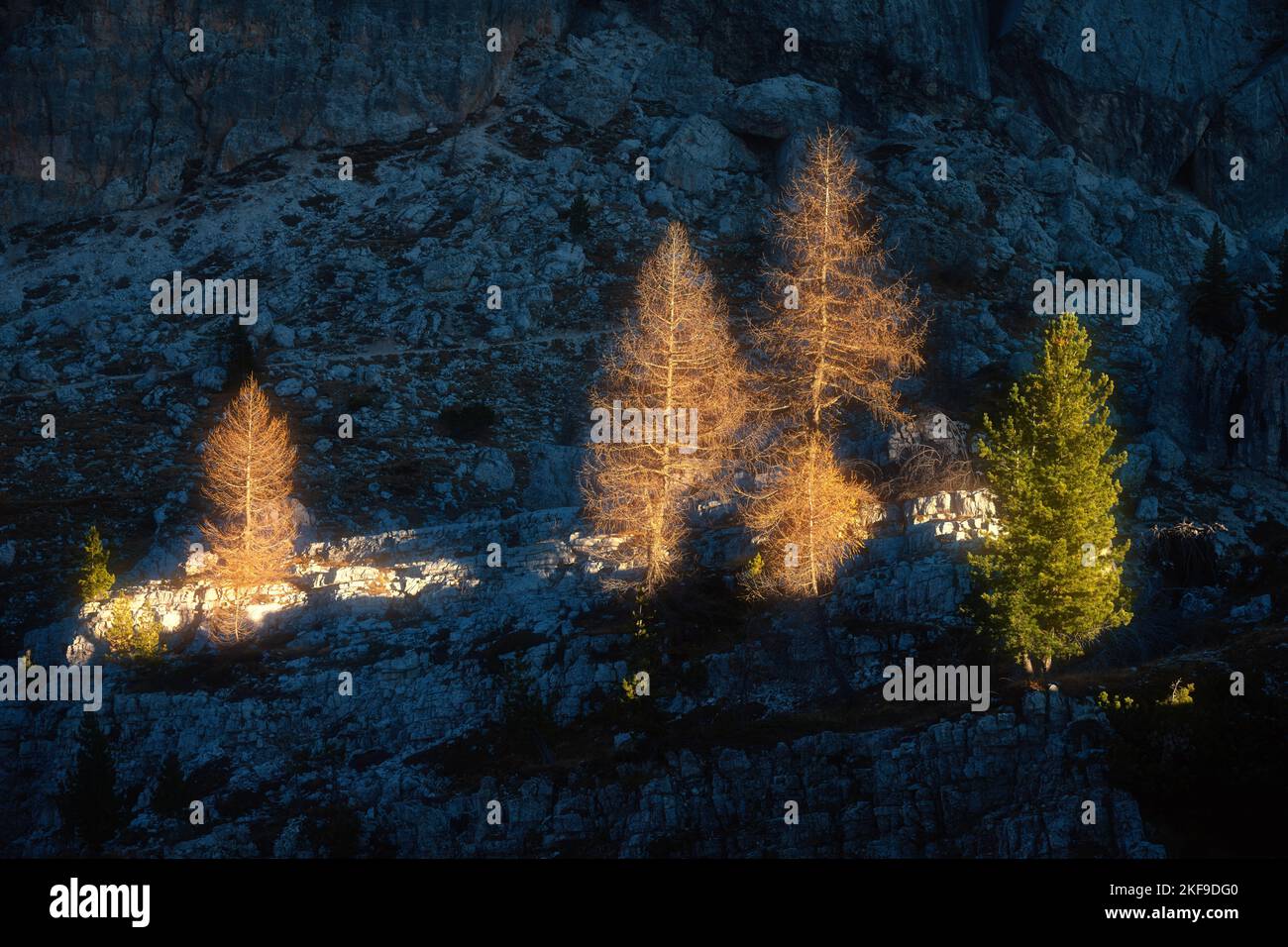 Bäume, die bei Sonnenuntergang von Sonnenstrahlen in den alpinen Bergen beleuchtet werden Stockfoto