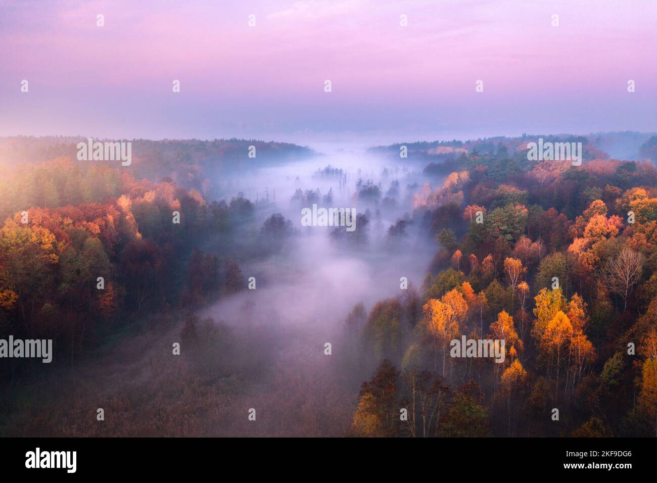 Luftaufnahme des nebligen Waldes bei farbenprächtiger Sonnenaufgangszeit im Herbst Stockfoto